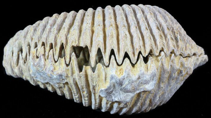 Cretaceous Fossil Oyster (Rastellum) - Madagascar #49870
